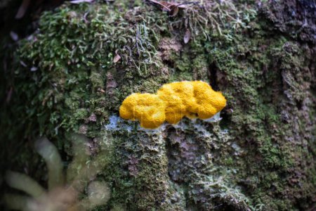 moho de limo amarillo en un árbol en el arbusto en tasmania australia