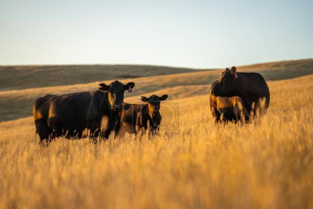 Foto de Regenerative Stud Angus, wagyu, Murray grey, Dairy and beef Cows and Bulls grazing on grass and pasture in a field. The animals are organic and free range, being grown on an agricultural farm in dry summer grass. - Imagen libre de derechos