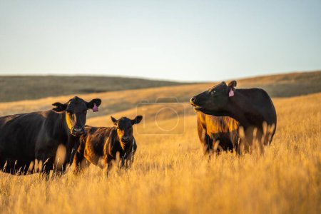 Foto de Agricultura holística de Angus, wagyu y Murray Grey Cows comiendo pastos largos en un verano caliente y seco al atardecer en Australia - Imagen libre de derechos