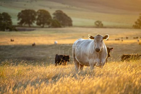 Foto de Agricultura holística de Angus, wagyu y Murray Grey Cows comiendo pastos largos en un verano caliente y seco al atardecer en Australia - Imagen libre de derechos