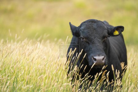 Foto de Regenerative Stud Angus, wagyu, Murray grey, Dairy and beef Cows and Bulls grazing on grass and pasture in a field. The animals are organic and free range, being grown on an agricultural farm in dry summer grass. - Imagen libre de derechos