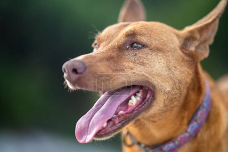 Téléchargez les photos : Kelpie chien dans la brousse australienne dans un parc - en image libre de droit