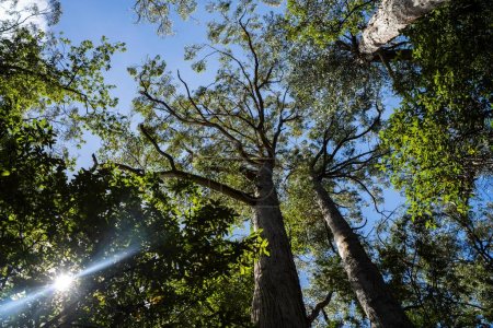 Téléchargez les photos : Beaux gommiers Arbres et arbustes dans la forêt de brousse australienne. Gumtrees et plantes indigènes poussant en Australie - en image libre de droit