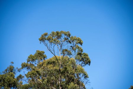 Foto de Hojas y ramas de eucalipto en el arbusto australiano. gomitas que crecen en un acantilado junto al océano en un parque nacional. - Imagen libre de derechos
