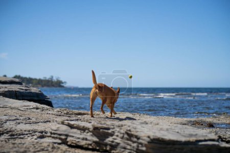 Téléchargez les photos : Tan kelpie chien sur une plage de sable en été - en image libre de droit