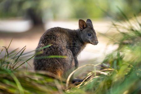 Photo for Beautiful pademelon and wallaby in the Australian bush, in the blue mountains, nsw. Australian wildlife in a national park - Royalty Free Image