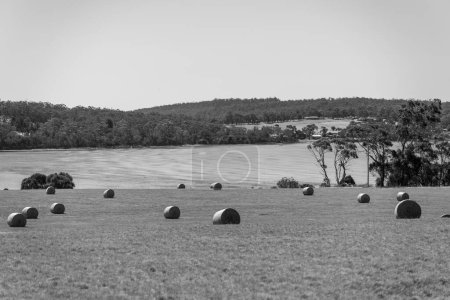 Hacer fardos de heno en un campo en Australia. Rollos de ensilado para embalar 
