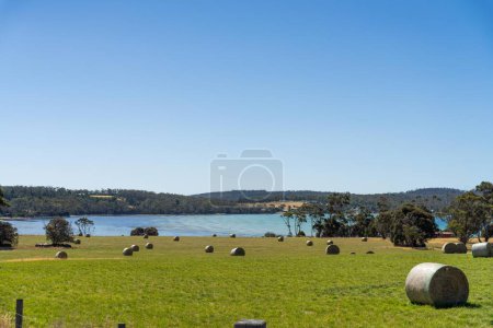 Photo for Sustainable agriculture Baling hay and silage rolls and bales on a farm - Royalty Free Image
