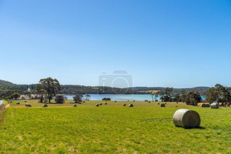 Photo for Sustainable agriculture Baling hay and silage rolls and bales on a farm - Royalty Free Image