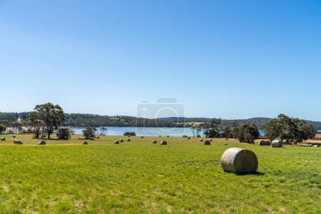 Photo for Baling hay and silage rolls and bales on a farm, in australia - Royalty Free Image