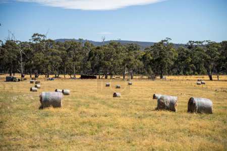 Téléchargez les photos : Faire des balles de foin dans un champ en Australie. Rouleaux d'ensilage à balles - en image libre de droit