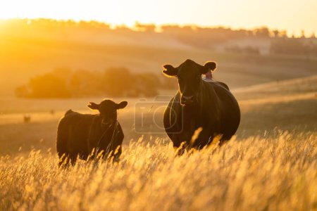 beau bétail en Australie manger de l'herbe, pâturage sur pâturage. Troupeau de vaches d'élevage en plein air élevé dans une exploitation agricole. Agriculture durable des cultures vivrières. 