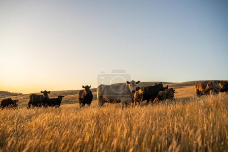 Fette Rinderkühe und Kälber weiden auf Gras im Südwesten von Victoria, Australien. im Sommer auf trockener Hochweide grasen. Rassen sind Angus und Murray Grey