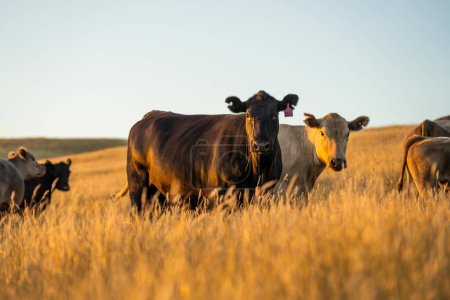 Nahaufnahme von Angus und Murray Grey Cows, die in der Abenddämmerung lange Weiden in Australien fressen 
