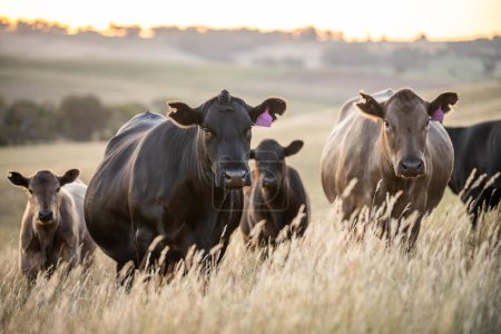 Close up of Angus and Murray Grey Cows eating long pasture in Australia at dusk 