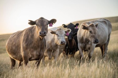 Nahaufnahme von Angus und Murray Grey Cows, die in der Abenddämmerung lange Weiden in Australien fressen 