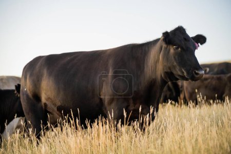 vache dans un champ au coucher du soleil sur un été dans une sécheresse sèche en été en Australie 