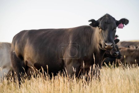 schöne Rinder in Australien, die Gras fressen und auf der Weide weiden. Rinderherden aus Freilandhaltung, die auf einem landwirtschaftlichen Betrieb aufgezogen werden. Nachhaltiger Anbau von Nahrungspflanzen. 