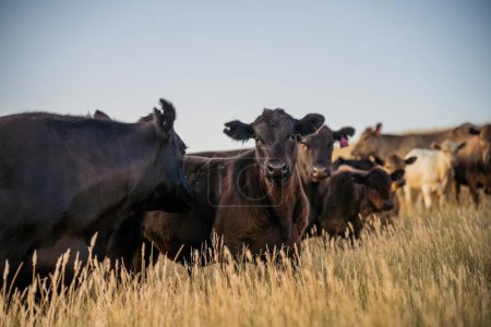 Primer plano de Angus y Murray Grey Cows comiendo pastos largos en Australia al atardecer 