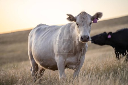 Gros bovins de boucherie paissant sur des graminées indigènes dans un champ d'une ferme pratiquant l'agriculture régénérative en Australie. Hereford bétail sur les pâturages. Vaches dans un champ au coucher du soleil avec une lumière dorée.