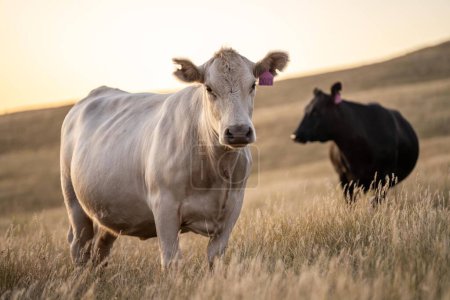 Kühe und Kälber weiden im Sommer auf trockenem hohen Gras auf einem Hügel in Australien. schöne fette Rinderherde auf einem landwirtschaftlichen Bauernhof in einem australischen 
