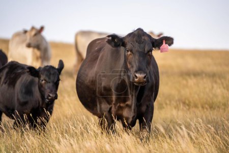 Porträt von Kühen auf einer Weide. Regenerative Landwirtschaft speichert CO2 im Boden durch Kohlenstoffbindung 