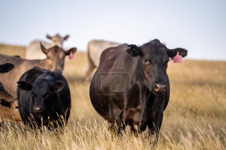 Foto de Hermoso ganado en Australia comiendo hierba, pastando en pastos. Rebaño de vacuno criado en una explotación agrícola. Agricultura sostenible de cultivos alimentarios. - Imagen libre de derechos