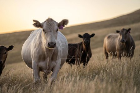 Retrato de vacas en un campo de pastoreo. Granja agrícola regenerativa que almacena el CO2 en el suelo con secuestro de carbono 