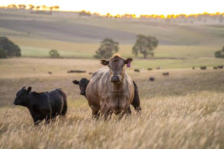 fat Beef cows and calfs grazing on grass in south west victoria, Australia. in summer grazing on dry tall pasture. breeds include angus and murray grey