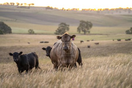 hermoso ganado en Australia comiendo hierba, pastando en pastos. Rebaño de vacuno criado en una explotación agrícola. Agricultura sostenible de cultivos alimentarios. 