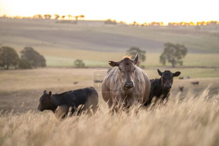 beau bétail en Australie manger de l'herbe, pâturage sur pâturage. Troupeau de vaches d'élevage en plein air élevé dans une exploitation agricole. Agriculture durable des cultures vivrières. 