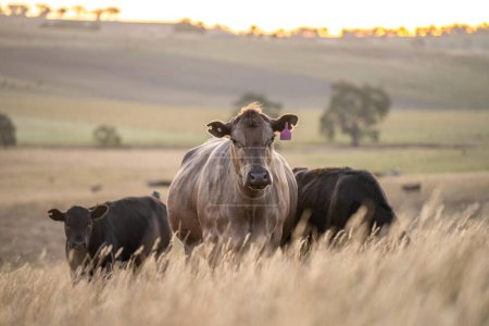 beautiful cattle in Australia  eating grass, grazing on pasture. Herd of cows free range beef being regenerative raised on an agricultural farm. Sustainable farming of food crops. 