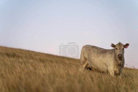 Gros plan d'Angus et Murray Grey Cows mangeant de longs pâturages en Australie au crépuscule 
