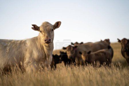 Retrato de vacas en un campo de pastoreo. Granja agrícola regenerativa que almacena el CO2 en el suelo con secuestro de carbono 