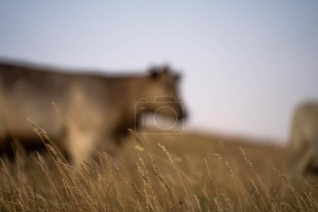 hermoso ganado en Australia comiendo hierba, pastando en pastos. Rebaño de vacuno criado en una explotación agrícola. Agricultura sostenible de cultivos alimentarios. 