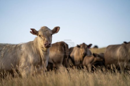 vacas de res gordas y terneros pastando en hierba en el suroeste de Victoria, Australia. en verano pastando en pastos secos altos. razas incluyen angus y murray gris