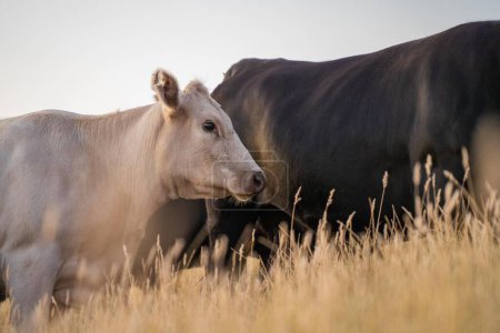vaches et veaux broutant sur de l'herbe sèche haute sur une colline en été en Australie. beau troupeau de bovins gras dans une ferme agricole australienne 