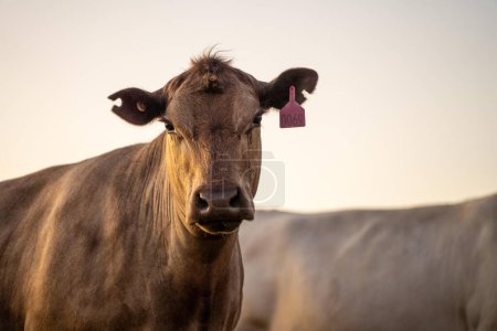 Stud Angus vaches dans un champ bovins de boucherie en plein air sur une ferme. Portrait de vache gros plan