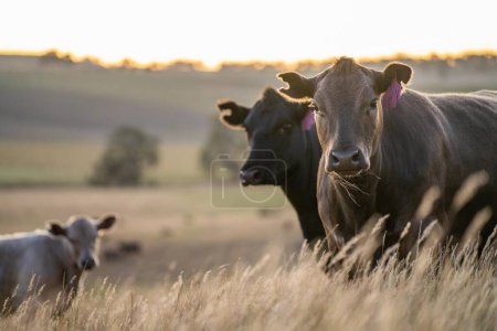 Primer plano de Angus y Murray Grey Cows comiendo pastos largos en Australia al atardecer 
