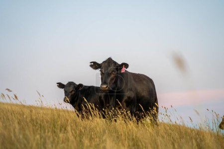 Close up of Angus and Murray Grey Cows eating long pasture in Australia at dusk 