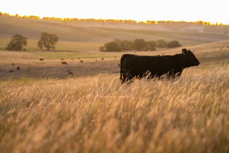 vache dans un champ au coucher du soleil sur un été dans une sécheresse sèche en été en Australie 