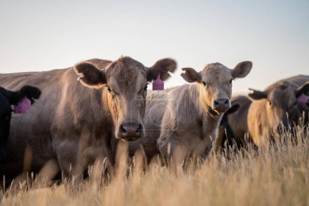 Fette Rinderkühe und Kälber weiden auf Gras im Südwesten von Victoria, Australien. im Sommer auf trockener Hochweide grasen. Rassen sind Angus und Murray Grey
