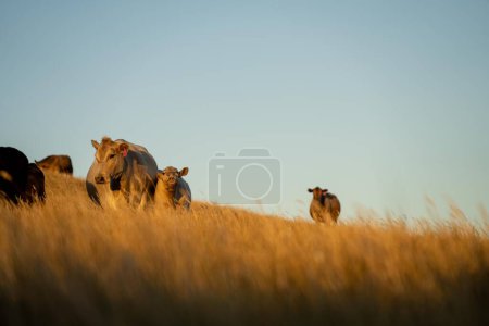 cows and calfs grazing on dry tall grass on a hill in summer in australia. beautiful fat herd of cattle on an agricultural farm in an australian 