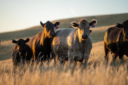 Vacas Stud Angus en un campo libre de ganado vacuno en una granja. Retrato de vaca de cerca
