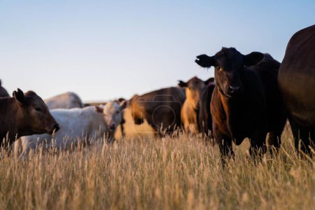 Gros bovins de boucherie paissant sur des graminées indigènes dans un champ d'une ferme pratiquant l'agriculture régénérative en Australie. Hereford bétail sur les pâturages. Vaches dans un champ au coucher du soleil avec une lumière dorée.