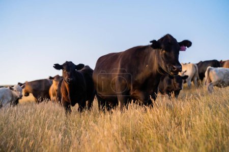 schöne Rinder in Australien, die Gras fressen und auf der Weide weiden. Rinderherden aus Freilandhaltung, die auf einem landwirtschaftlichen Betrieb aufgezogen werden. Nachhaltiger Anbau von Nahrungspflanzen. 