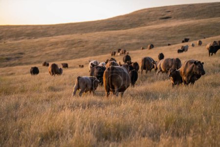 Kühe und Kälber weiden im Sommer auf trockenem hohen Gras auf einem Hügel in Australien. schöne fette Rinderherde auf einem landwirtschaftlichen Bauernhof in einem australischen 