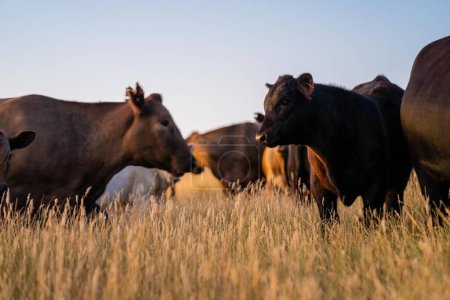 Gros plan d'Angus et Murray Grey Cows mangeant de longs pâturages en Australie au crépuscule 