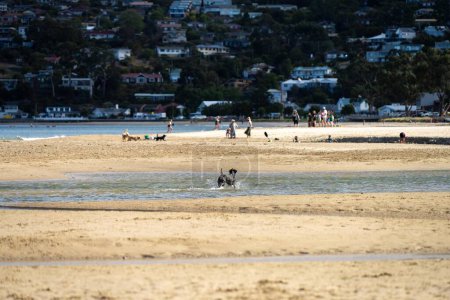 Hund am Strand in Australien im Sommer auf Sand