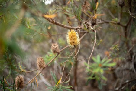 Bäume und Sträucher im australischen Buschwald. Gummibäume und einheimische Pflanzen wachsen 